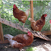 Cities That Allow Backyard Chickens in Washington State